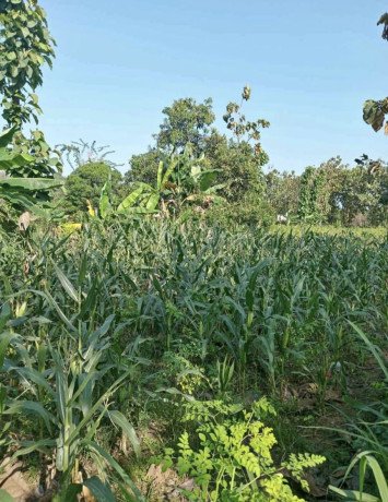 dijual-tanah-luas-siap-usaha-kerek-tuban-big-1