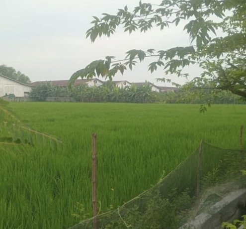 tanah-pinggir-jalan-provinsi-bojonegoro-big-0