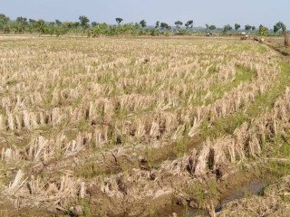 Dijual Tanah Luas 2.400 m² Bogorejo, Merakurak, Tuban