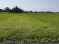 dijual-sawah-produktif-di-merakurak-tuban-small-0