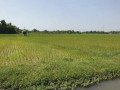 dijual-sawah-produktif-di-merakurak-tuban-small-1