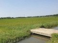 dijual-sawah-produktif-di-merakurak-tuban-small-2