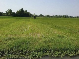 Dijual Sawah Produktif di Merakurak - Tuban