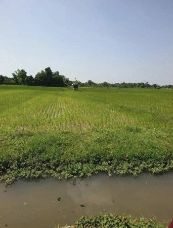 dijual-sawah-produktif-di-merakurak-tuban-big-0