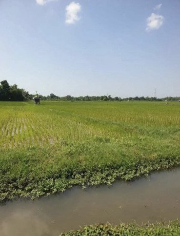 dijual-sawah-produktif-di-merakurak-tuban-big-1
