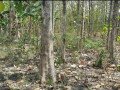 dijual-sebidang-tanah-pohon-jati-lokasi-semanding-tuban-small-0