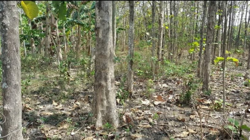 dijual-sebidang-tanah-pohon-jati-lokasi-semanding-tuban-big-0
