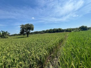 DIJUAL TANAH SAWAH LOKASI STRATEGIS DEPAN KAMPUS UNIGORO BOJONEGORO