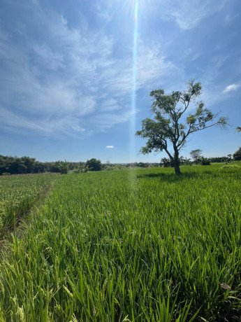 dijual-tanah-sawah-lokasi-strategis-depan-kampus-unigoro-bojonegoro-big-1