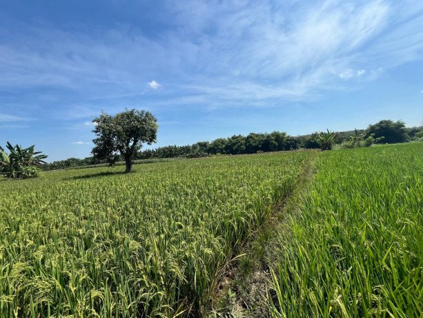 dijual-tanah-sawah-lokasi-strategis-depan-kampus-unigoro-bojonegoro-big-0