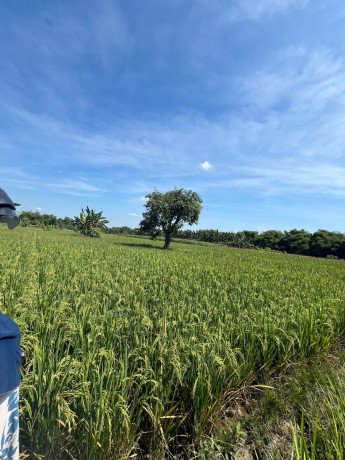 dijual-tanah-sawah-lokasi-strategis-depan-kampus-unigoro-bojonegoro-big-2