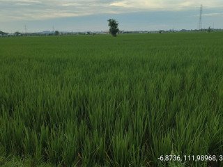 Dijual Tanah Pertanian Produktif Merakurak Tuban