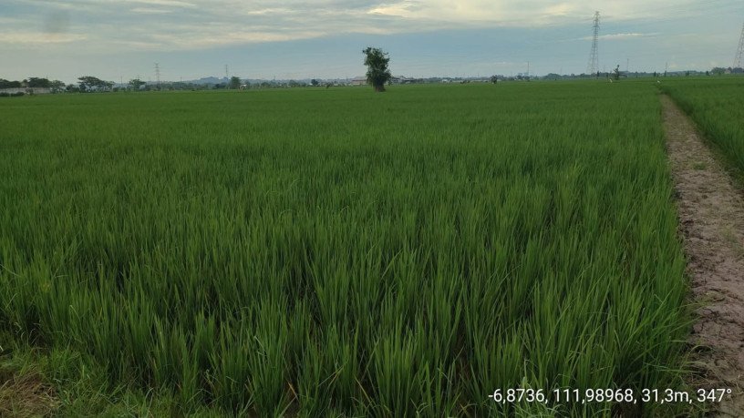 dijual-tanah-pertanian-produktif-merakurak-tuban-big-0