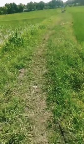 dijual-sawah-siap-tanam-jenu-tuban-big-2