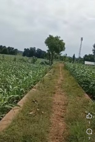 dijual-lahan-produktif-di-merkawang-tuban-big-1