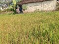 jual-cepat-rumah-sawah-produktif-small-0