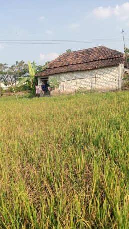 jual-cepat-rumah-sawah-produktif-big-0