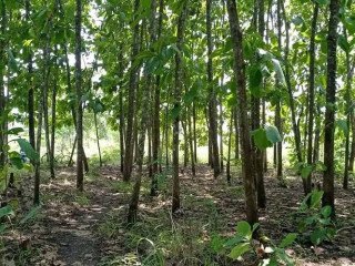 Dijual Tanah SHM Full Pohon Jati Desa Ngulanan