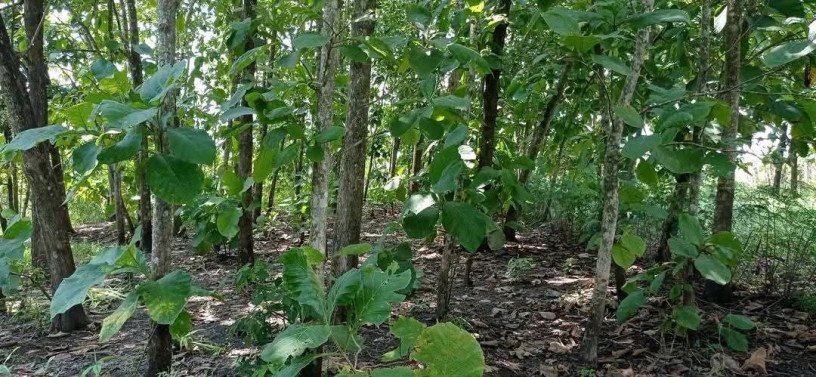 dijual-tanah-shm-full-pohon-jati-desa-ngulanan-big-1