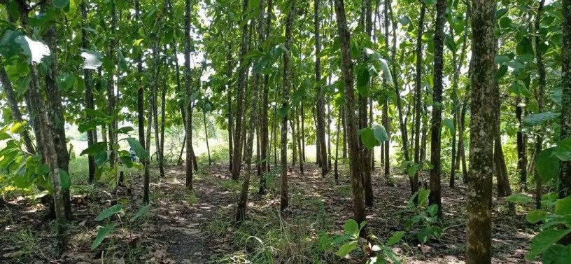 dijual-tanah-shm-full-pohon-jati-desa-ngulanan-big-0