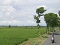 dijual-sawah-tanpa-perantara-tegalrejo-merakurak-small-0