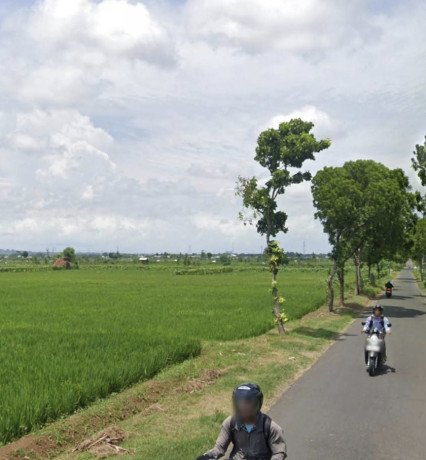 dijual-sawah-tanpa-perantara-tegalrejo-merakurak-big-0