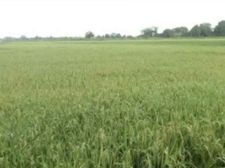 DIJUAL TANAH SAWAH GUNUNGSARI BAURENO BOJONEGORO