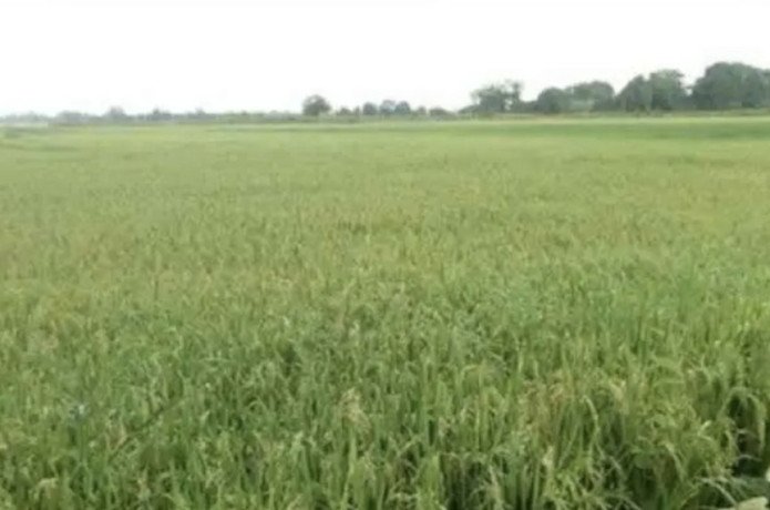 dijual-tanah-sawah-gunungsari-baureno-bojonegoro-big-0