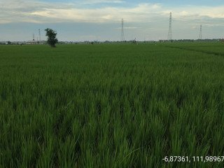 Dijual Tanah Pertanian Produktif