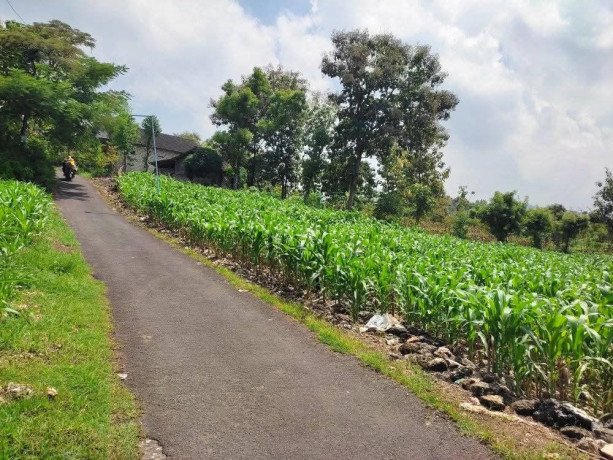 dijual-tanah-rengel-tuban-big-0