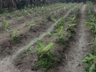 Dijual Tanah Pekarangan Luas 1.610 m²