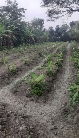 dijual-tanah-pekarangan-luas-1610-m2-big-0