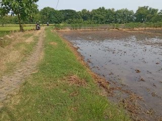 Dijual Sawah Lokasi Bendo Kapas
