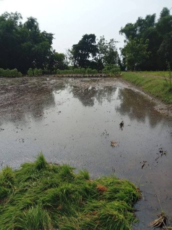 dijual-sawah-lokasi-bendo-kapas-big-2