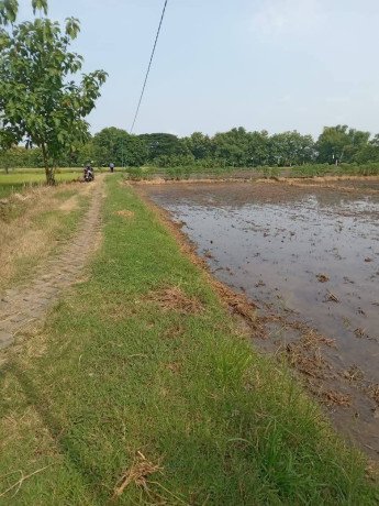 dijual-sawah-lokasi-bendo-kapas-big-0