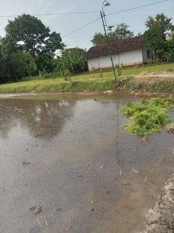 dijual-sawah-lokasi-bendo-kapas-big-3