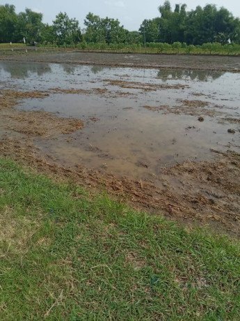 dijual-sawah-lokasi-bendo-kapas-big-1