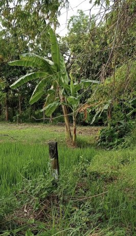 dijual-tanah-murah-1850-m2-tuban-big-2