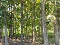 dijual-murah-cepat-tanah-pohon-jati-small-2