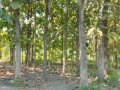 dijual-murah-cepat-tanah-pohon-jati-small-0
