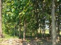 dijual-murah-cepat-tanah-pohon-jati-small-1
