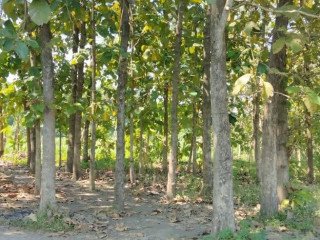 DIJUAL MURAH & CEPAT TANAH + POHON JATI