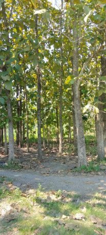 dijual-murah-cepat-tanah-pohon-jati-big-2