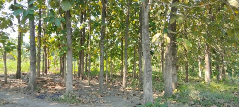 dijual-murah-cepat-tanah-pohon-jati-big-0