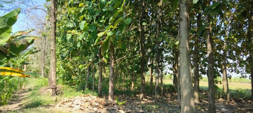 dijual-murah-cepat-tanah-pohon-jati-big-1