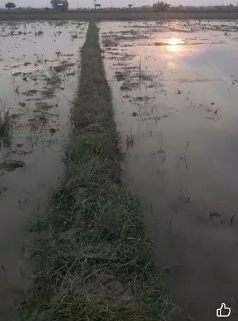 monggo-sawah-dijual-merakurak-big-1