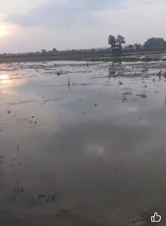 monggo-sawah-dijual-merakurak-big-0