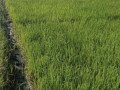 dijual-sawah-shm-small-0