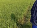 dijual-sawah-shm-small-1
