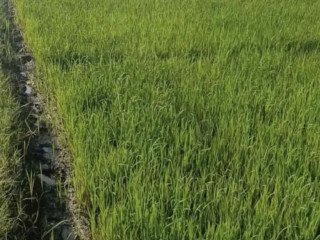 DIJUAL SAWAH SHM